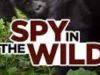 Spy In The WildKattenkwaad