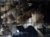 Inspectiedienst redt 31 verwaarloosde dieren uit mini-appartement in Utrecht