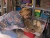Geen opvangplek voor gedumpte dieren in Hoorn: Ellis vangt ze noodgedwongen op in haar achtertuin