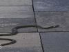 Vrouw vindt slang in de tuin: 'Kan steeds vaker gaan gebeuren'