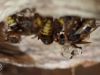 Fietsers gewaarschuwd voor nest met Europese hoornaars