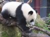 Nederlandse panda Fan Xing verhuist naar China