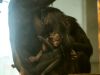 Bonobo-baby geboren in Ouwehands Dierenpark