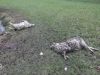 22 schapen dood in Heelsum