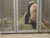 Reuzenpanda's in Rhenen hebben weer gepaard