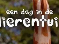 Een dag in de Dierentuin - The Disappearance of the Warty Pig