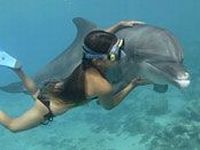 Zoovenirs - Zwemmen met dolfijnen