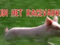 Rudi het racevarken - Rudi vindt een schat