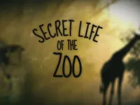 Secret Life of the Zoo - Rhino Romance - Part 2