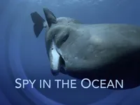 Spy in the Ocean - Diepe gevoelens