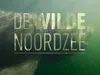 De Wilde Noordzee gemist