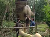 Pieter in de prehistorie - Fossielen