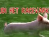 Rudi het racevarken Rudi, de ongewenste passagier