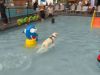 Honden leven zich uit in het zwembad