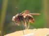 Aziatische hoornaar steeds meer gespot
