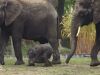 Pasgeboren olifant zet eerste stappen buiten