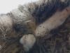 Verzorger laat dieren aan lot over: kittens overleden door vlooieninvasie