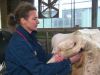 Blauwtong is een nachtmerrie voor veehouders: 'Je weet niet wat je aantreft'