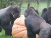 ZIEN: Gorilla's in Burgers' Zoo genieten van enorme pompoen van 300 kilo