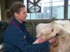 Blauwtong is een nachtmerrie voor veehouders: 'Je weet niet wat je aantreft'