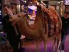 In de Wandelgangen: Bas Nijhuis neemt kameel mee uit decor van De Oranjewinter