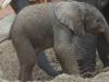 ZIEN: Safaripark Beekse Bergen deelt schattige beelden van pasgeboren olifantje