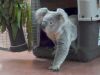 Unieke beelden: eerste koala&#39;s ooit landen in Nederland