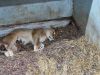 Superschattig: drie leeuwenwelpen geboren in WILDLANDS Emmen