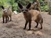 Stokstaartjes in Beekse Bergen krijgen nieuwe huisgenoten