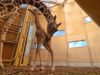 Superschattige beelden: giraffe geboren in Blijdorp