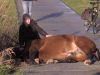 Paard Diego vast in wildrooster, brandweer moet ingrijpen