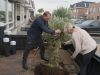 Tony en Derre planten een olijfboom in de tuin