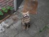 Ontsnapte serval Django gaat op strooptocht in Tilburgse woonwijk