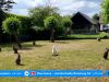 Ontsnapte wallaby houdt politie urenlang op de voet