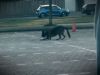 Hond krijgt stroomschok van hondentrainer