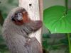 Rode titi's lopen tussen de bezoekers door in Burgers' Zoo