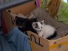 Explosie van gedumpte en dakloze kittens zorgt voor overvolle asielen