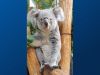 Mama koala heeft een joey in haar buidel