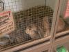 Dierenopvang Zwolle puilt uit: meer dan 700 dieren tegelijk