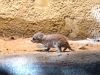 Verrassing in Dierenpark Amersfoort: twee jonge stokstaartjes geboren