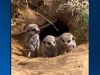 Z schattig: vier stokstaartjes geboren in ZooParc Overloon