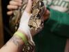 Reptielenopvang overvol door impulsaankopen en sociale media