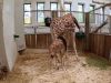 Burgers' Zoo verwelkomt eerste jong van 4,5-jarige giraffe