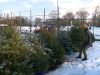 Kerstboom de deur uit: naar de stort of terug in de grond?