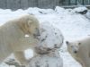Eindhovense ijsberen slopen een sneeuwpop