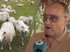 Dion Graus over aangevallen schapen: 'Als de wolf ze niet pakt, gaan ze in de shoarma!'