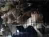 Inspectiedienst redt 31 verwaarloosde dieren uit mini-appartement in Utrecht