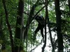 Parachutist hangt twee uur lang in boom na mislukte landing
