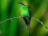 Vogelspotters dringen om een kiekje van zeldzame groene bijeneter