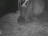 Schattig! IJsbeertje geboren en de beelden zie je hier
